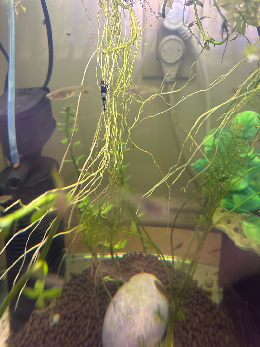 Customer photo review of Crystal Black Shrimp
