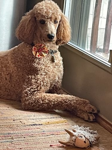 Customer photo review of K9 EarClear