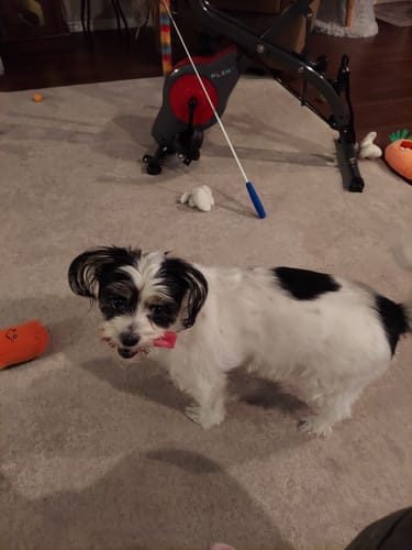 Reviewer's small black and white dog standing on a carpet, who enjoys the Yak Chews.