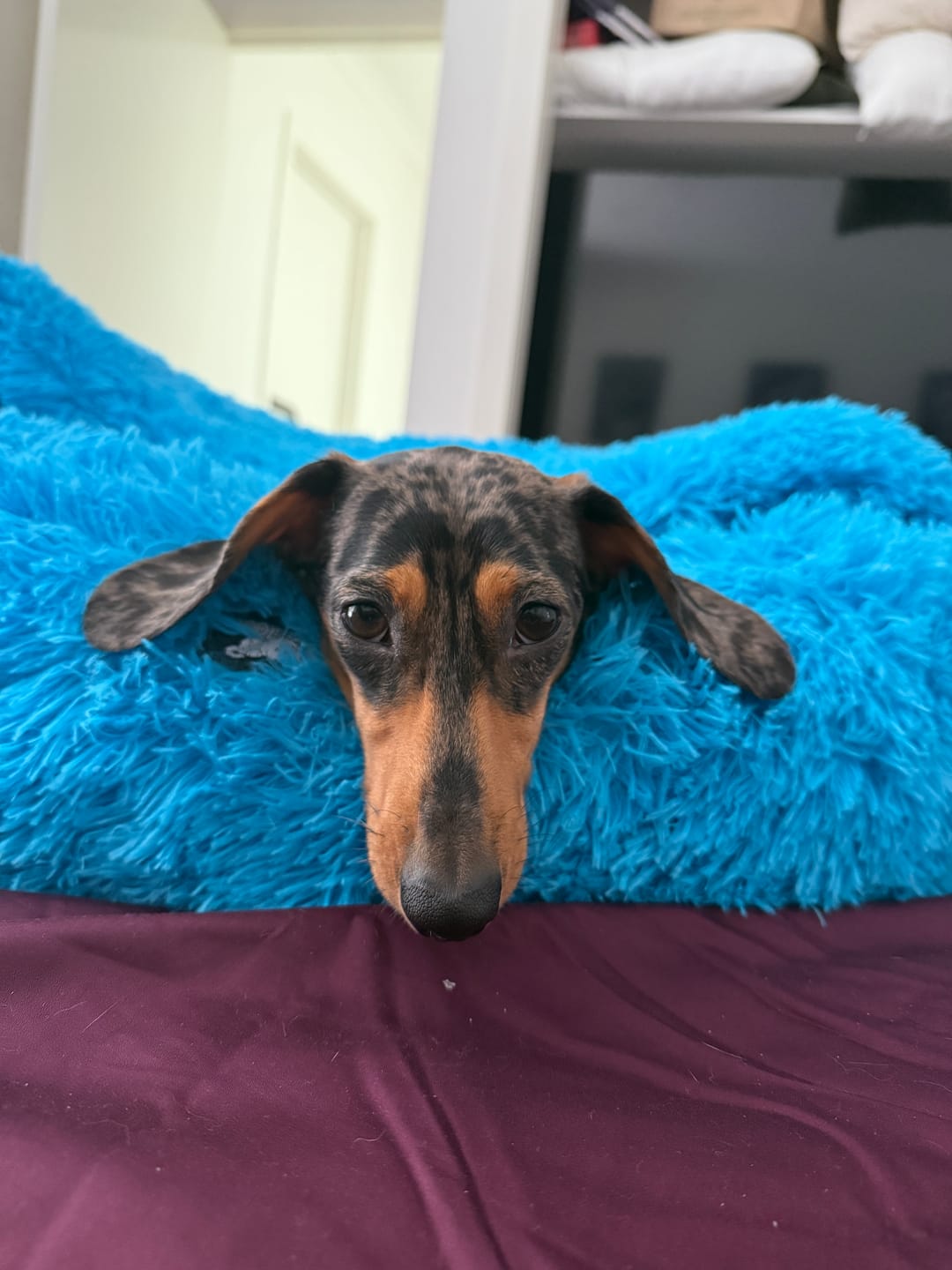 Customer photo review of Oodle-Doo Burrow Bed