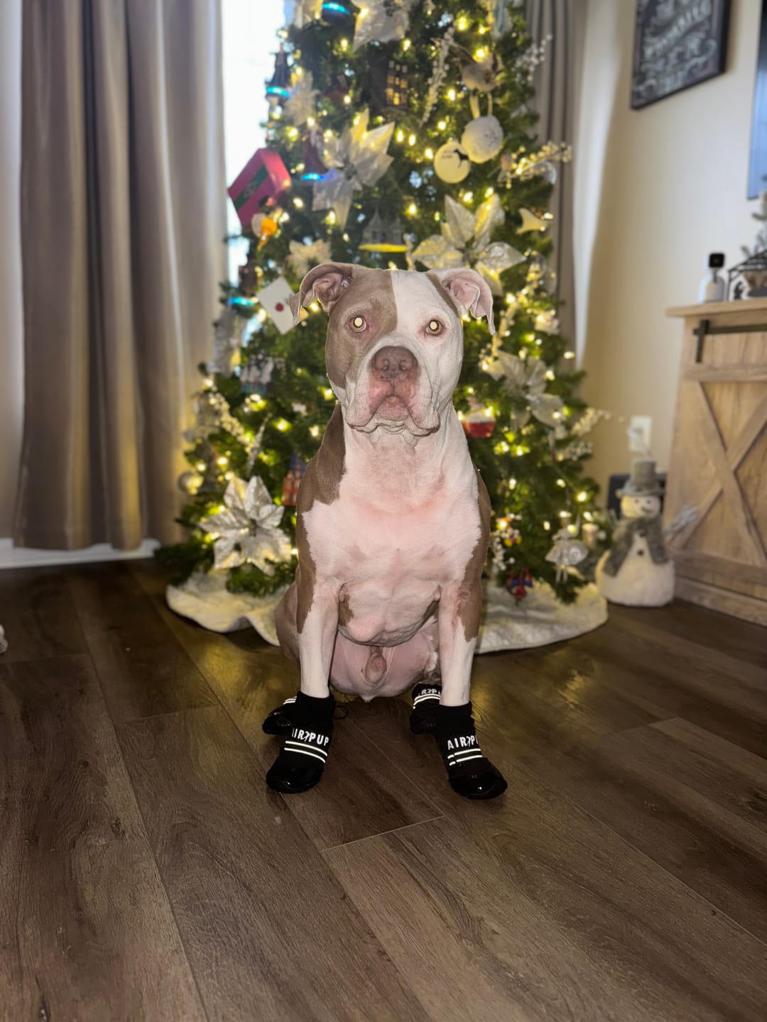 Customer photo review of AIR PUP SOCKS / BOOT LINERS