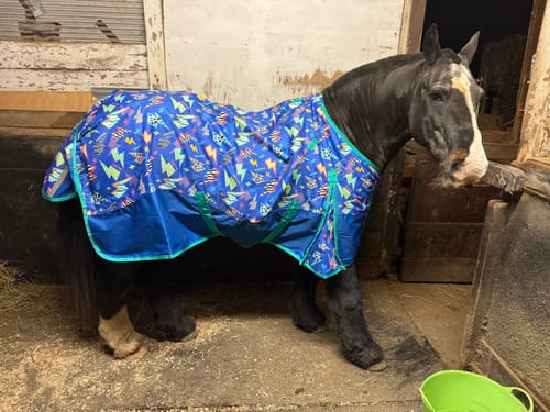 Customer photo review of NEW Thunderstruck Turnout Rug