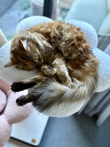 Customer photo review of MICHU Fairy Cat Tower Deluxe 4-Tier Designer Flower Cat Tree