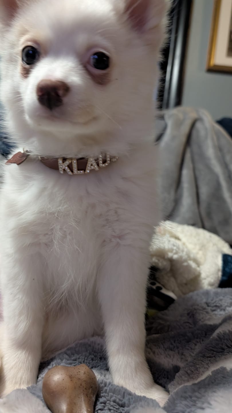 Customer photo review of The Personalized Sparkle Collar