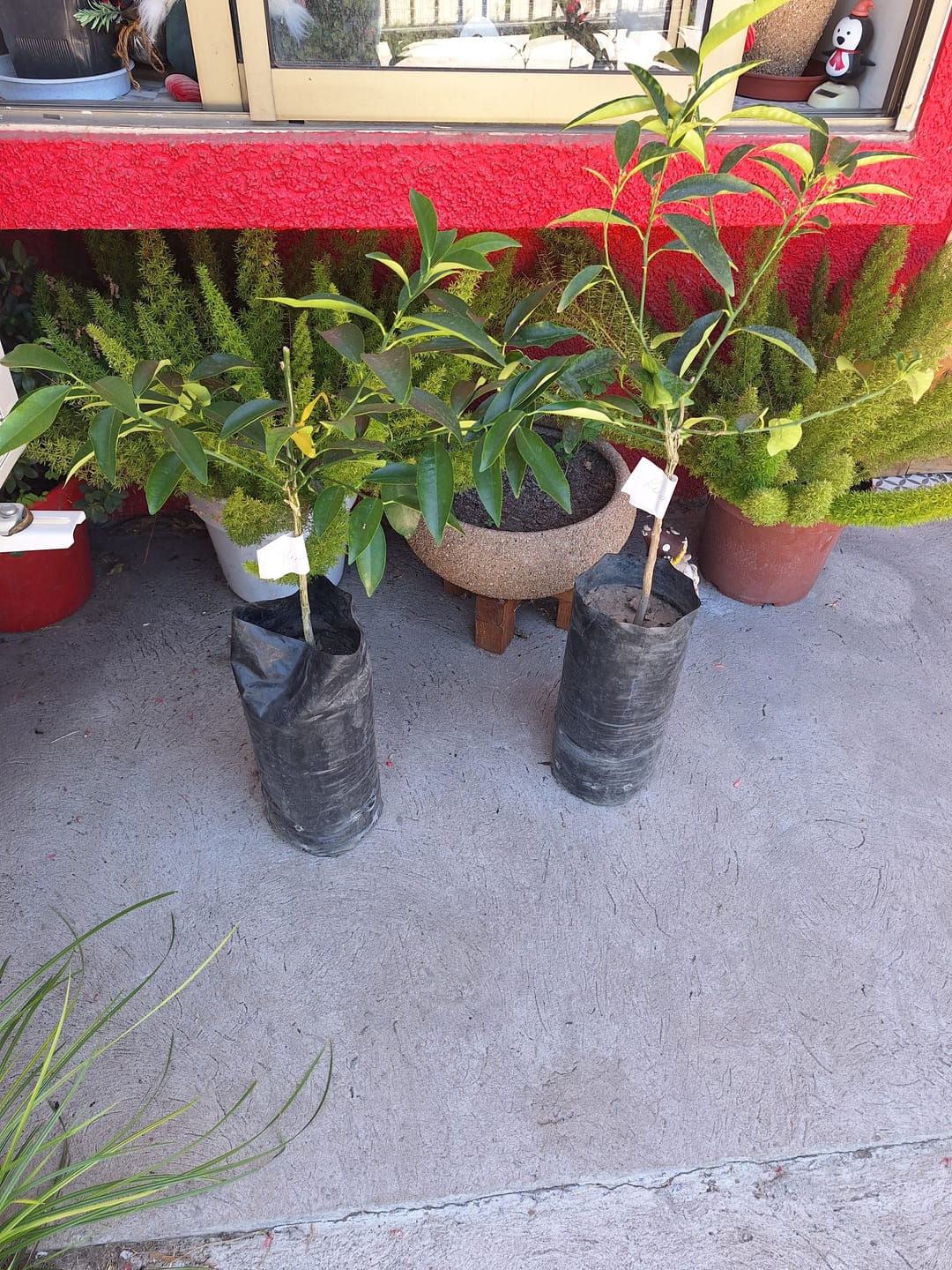 Customer photo review of Kumquat – El cítrico ornamental que endulza tu jardín y tu vida