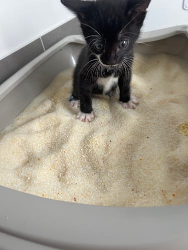 Customer photo review of 3 Month Supply - 1 Cat