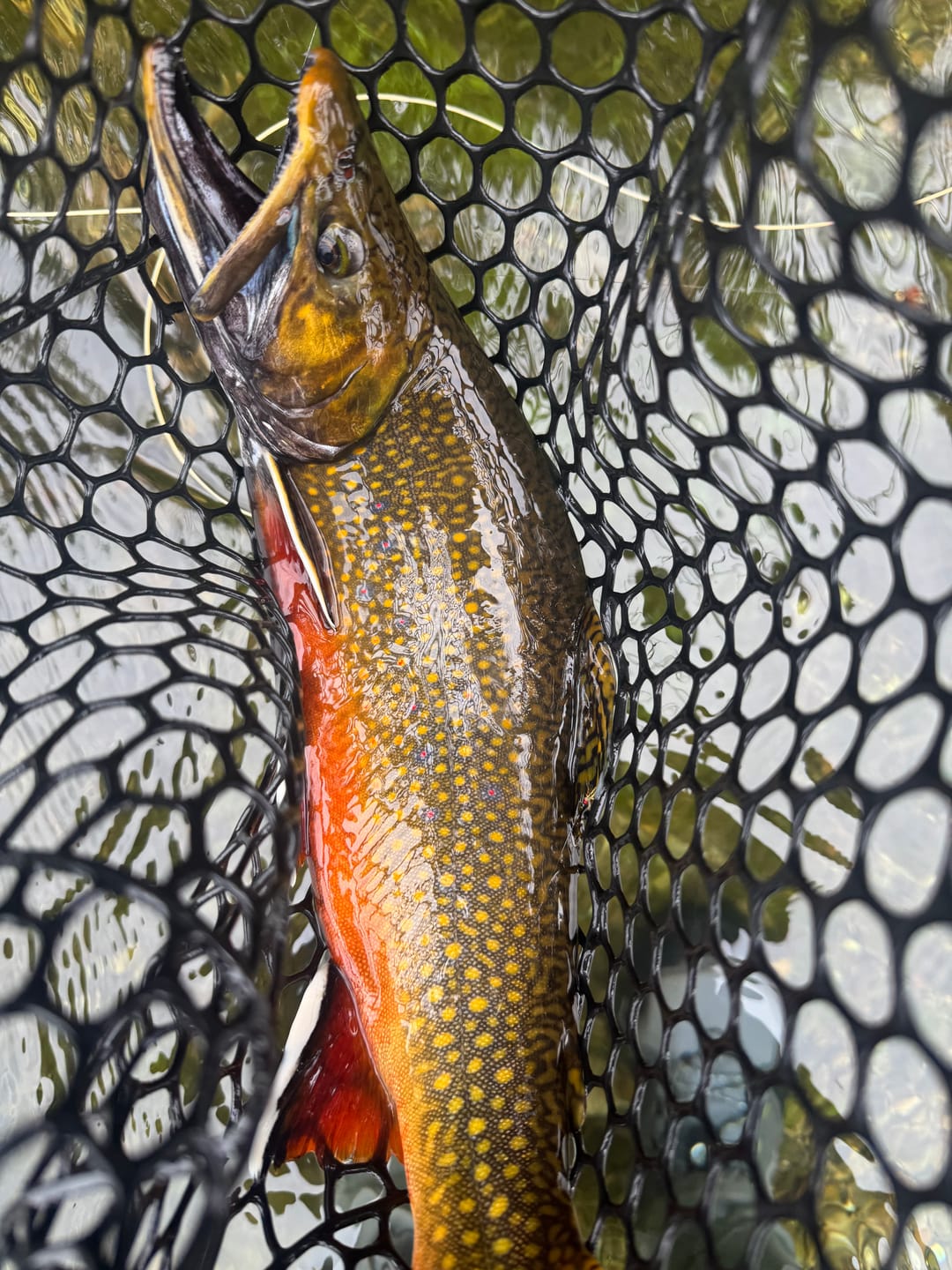 Customer photo review of Hot Head Ray Charles - Orange