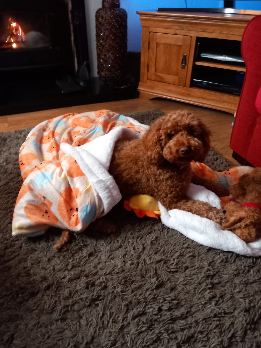 Customer photo review of Hooman Blankie - Curly Club Collection
