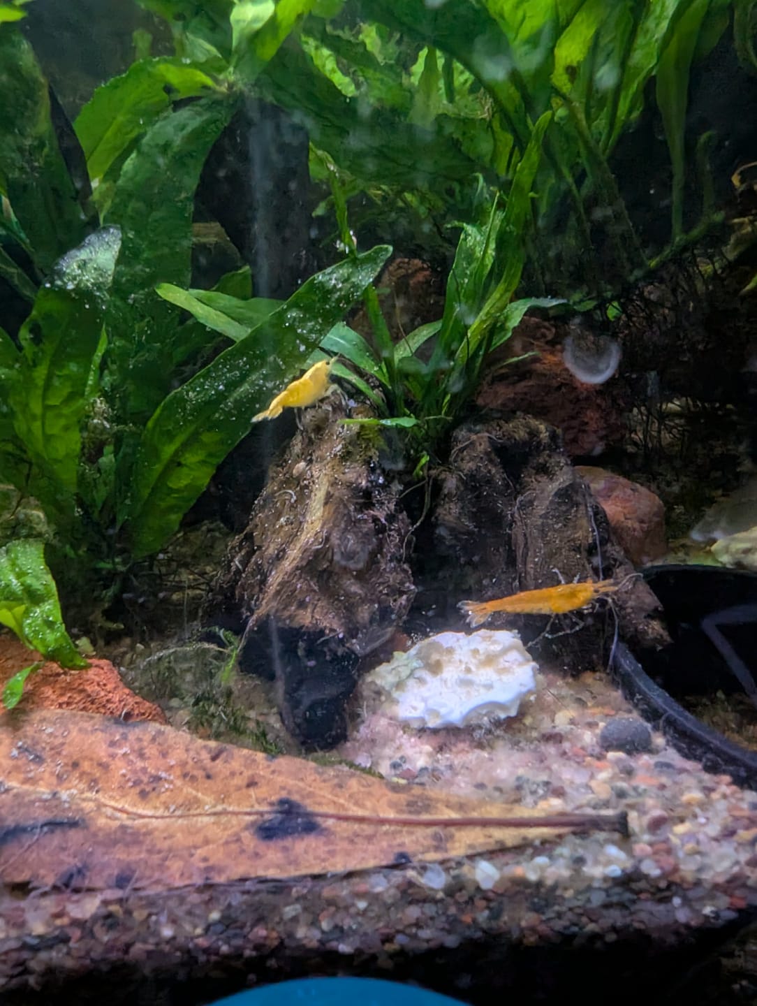 Customer photo review of Orange Sunkist Shrimp