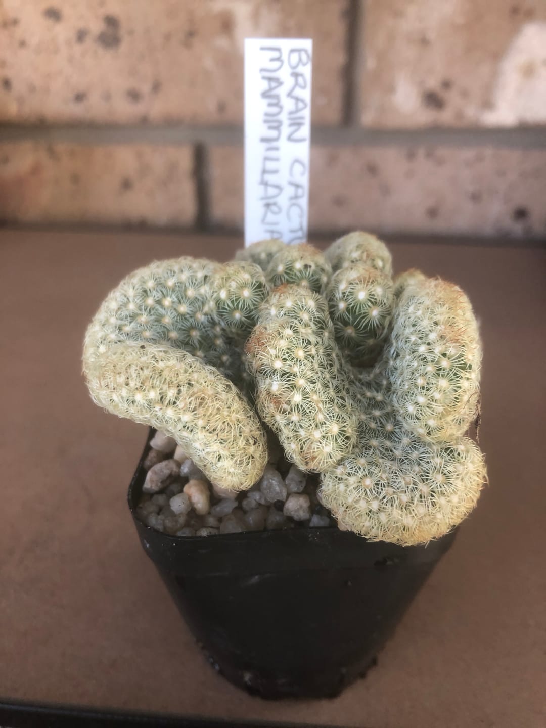 Customer photo review of The Brain Cactus - Mammillaria elongata f. cristata