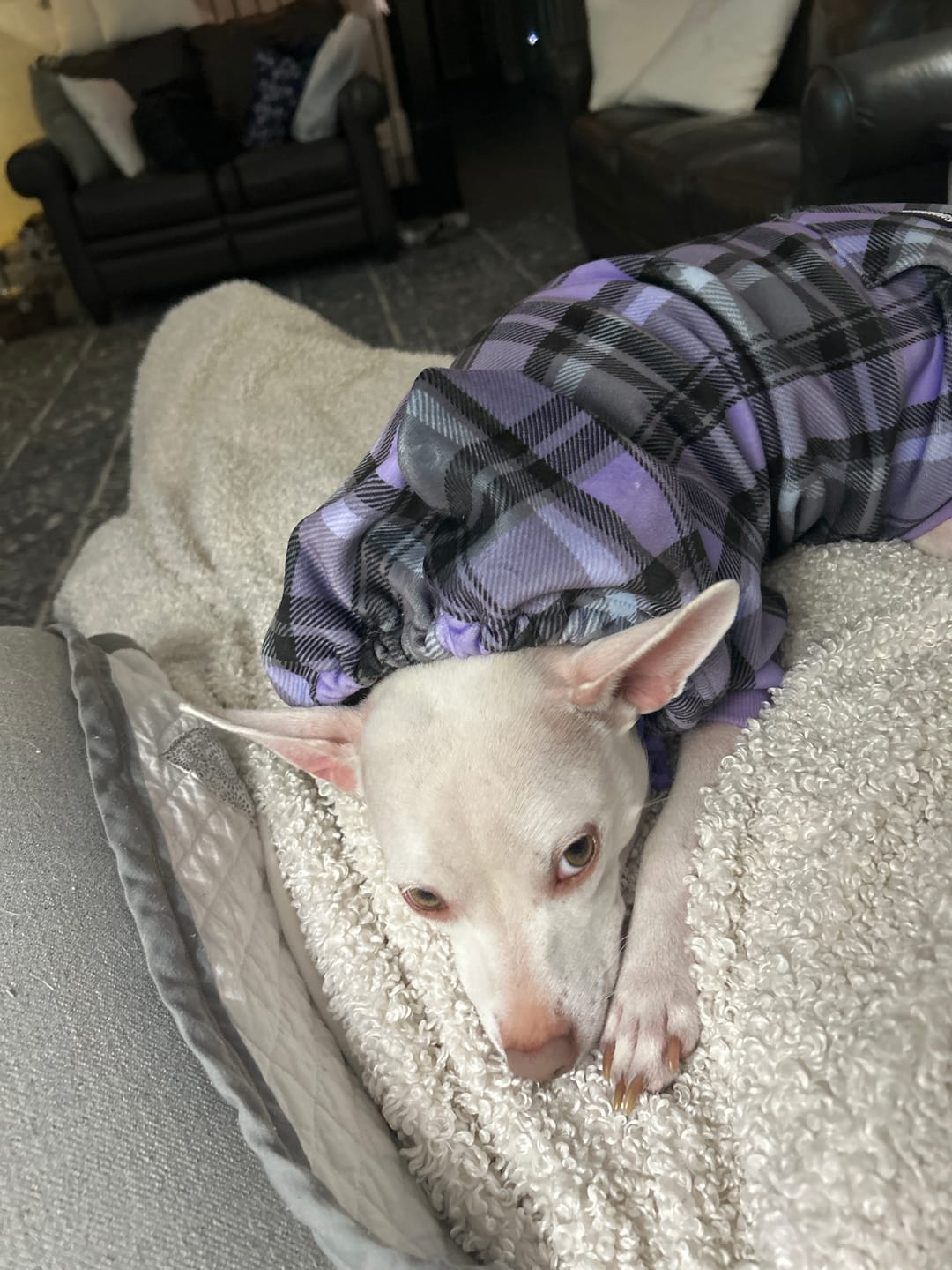 Customer photo review of Purple Plaid Human Hoodie
