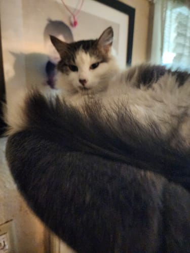 Customer photo review of 4x Blisso Advanced Cat Probiotic | Cat Probiotic for Diarrhea & Kidney Support