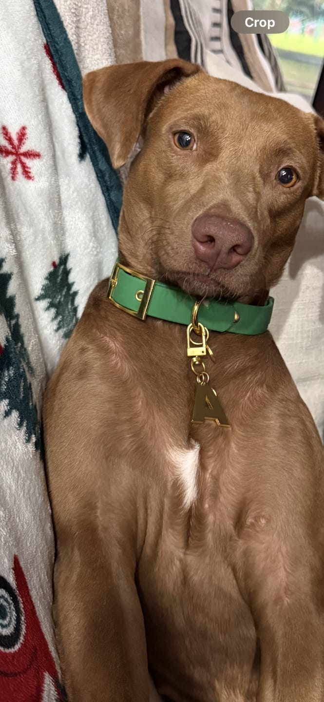 Customer photo review of Initial - Collar Charm