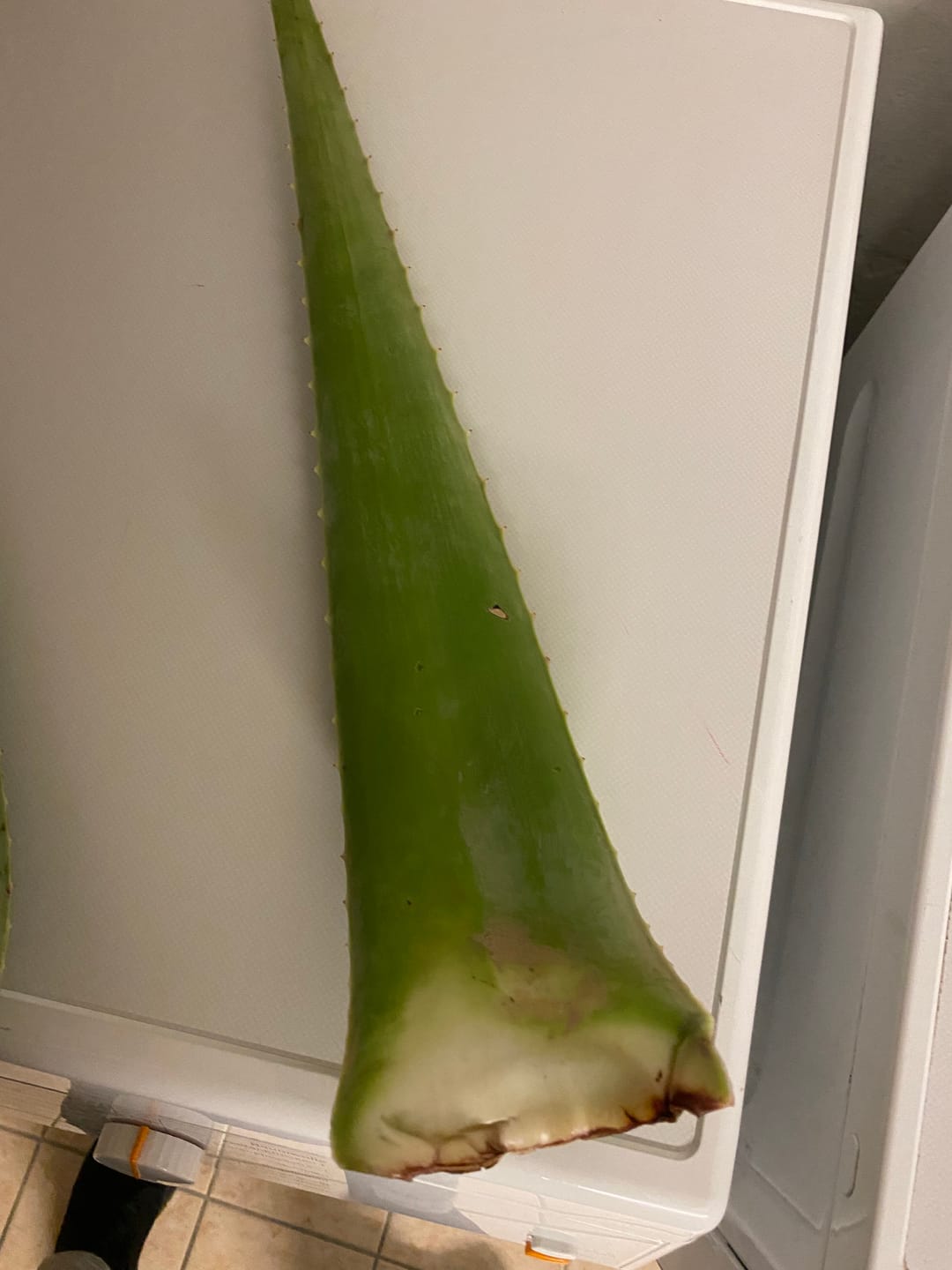 Customer photo review of Aloe Vera frisch Bio