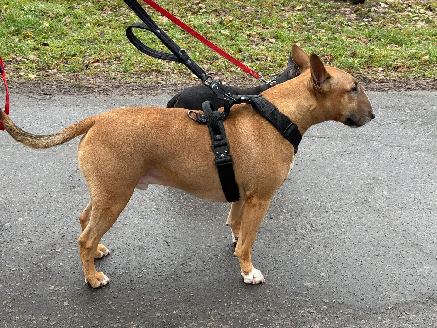 Customer photo review of Smycz przepinana z dodatkową raczką - Multi Guard Leash Black Edition Czarna