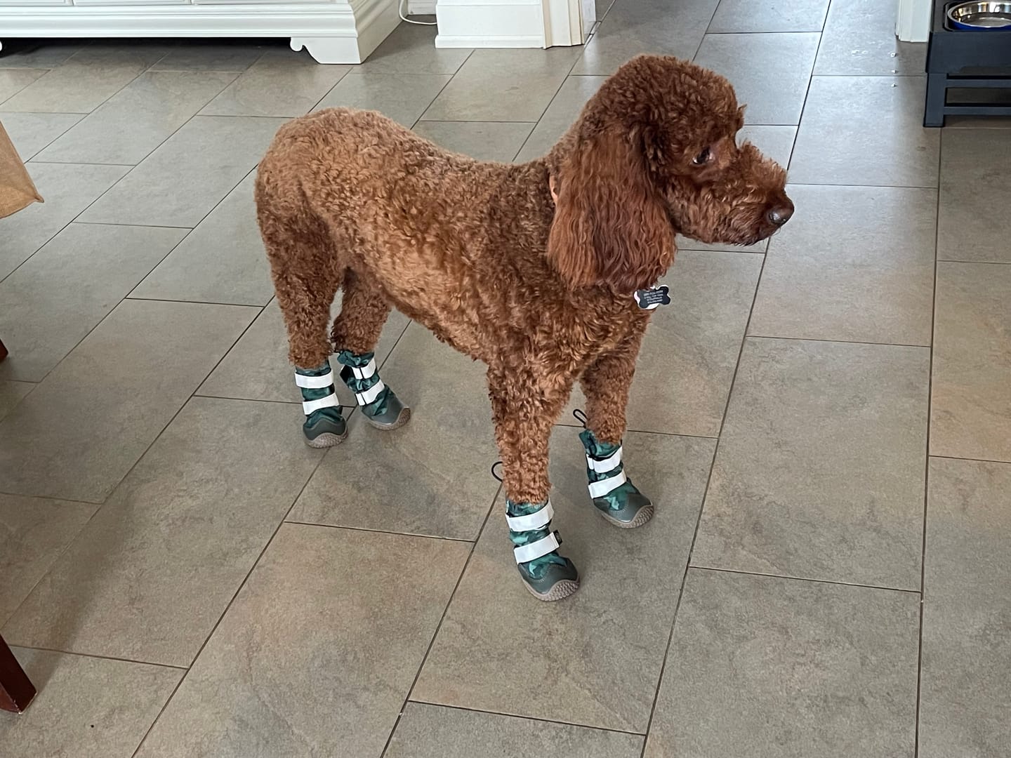 Customer photo review of Flex Shell Waterproof Dog Boots