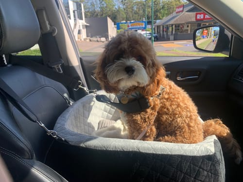 Reviewer's fluffy dog looking out from the black Dog Car Booster Seat installed in a car's passenger seat.