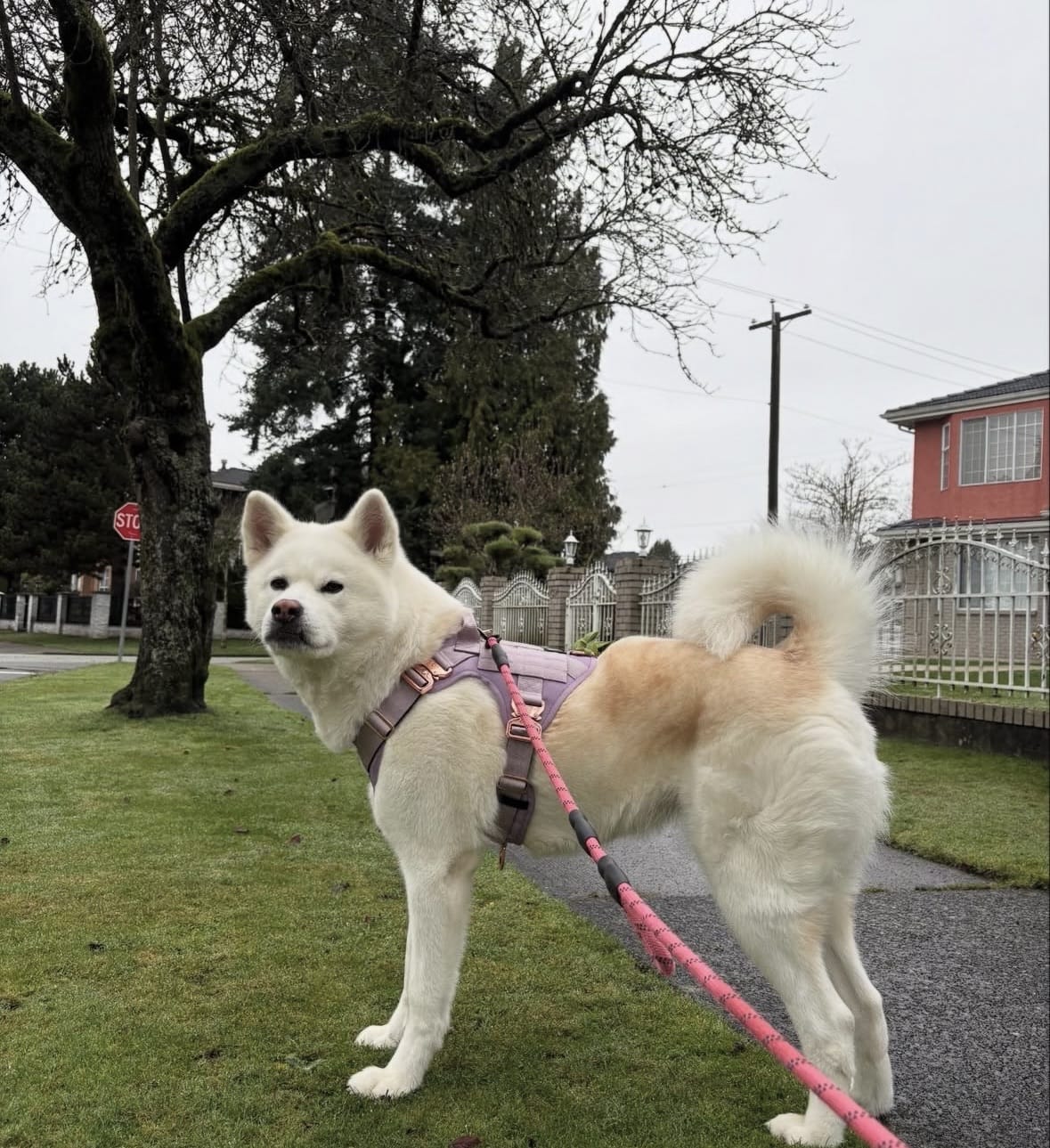 Customer photo review of HNTR 3.0 Dog Harness - Sofia