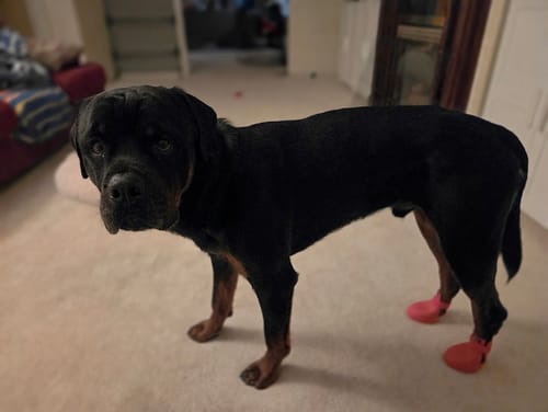 Customer photo review of WagWellies® by wagwear