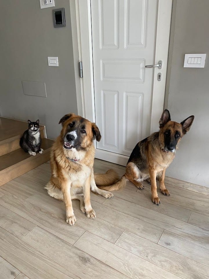 Customer photo review of THERZYME (500 gr) – Mangime per Salute Pancreatica Di Cani e Gatti