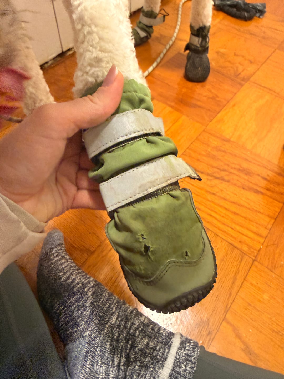 Customer photo review of Flex Shell Waterproof Dog Boots - Green