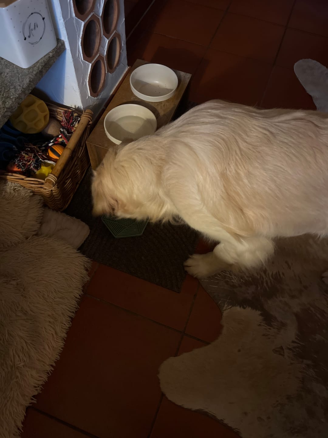 Customer photo review of OMNi-BiOTiC® CAT & DOG