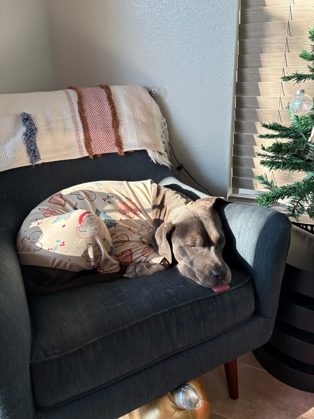 Customer photo review of Dog Christmas Pajama - Frosty Night