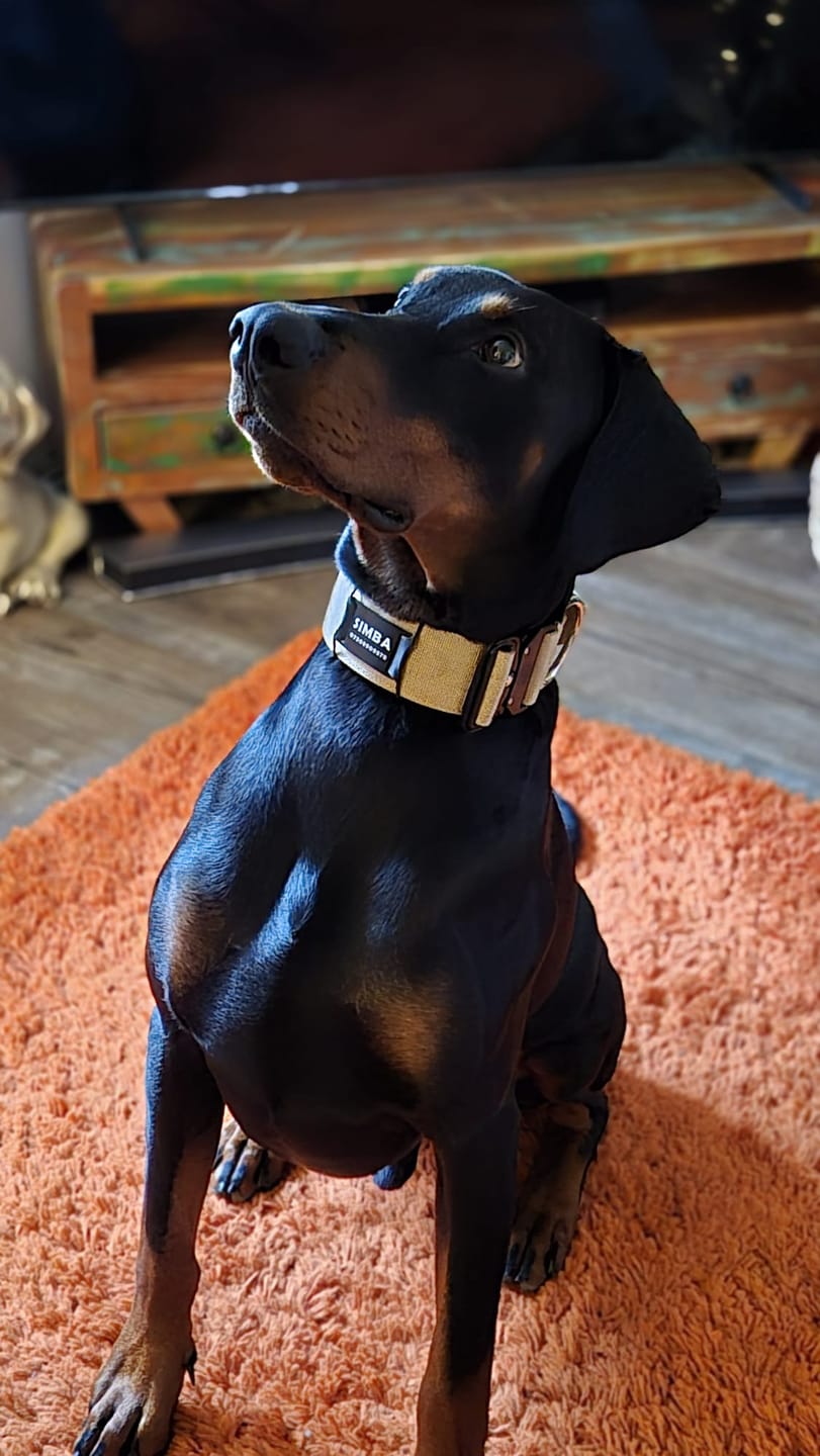 Customer photo review of 5cm Combat® Collar | With Handle & Secure Clip - Tan