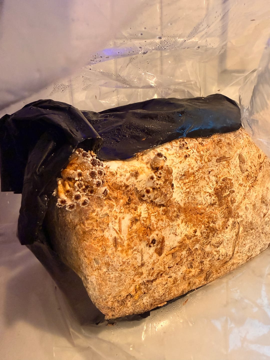 Customer photo review of Cinnamon Cap Mushroom Mini-Farm Grow Kit