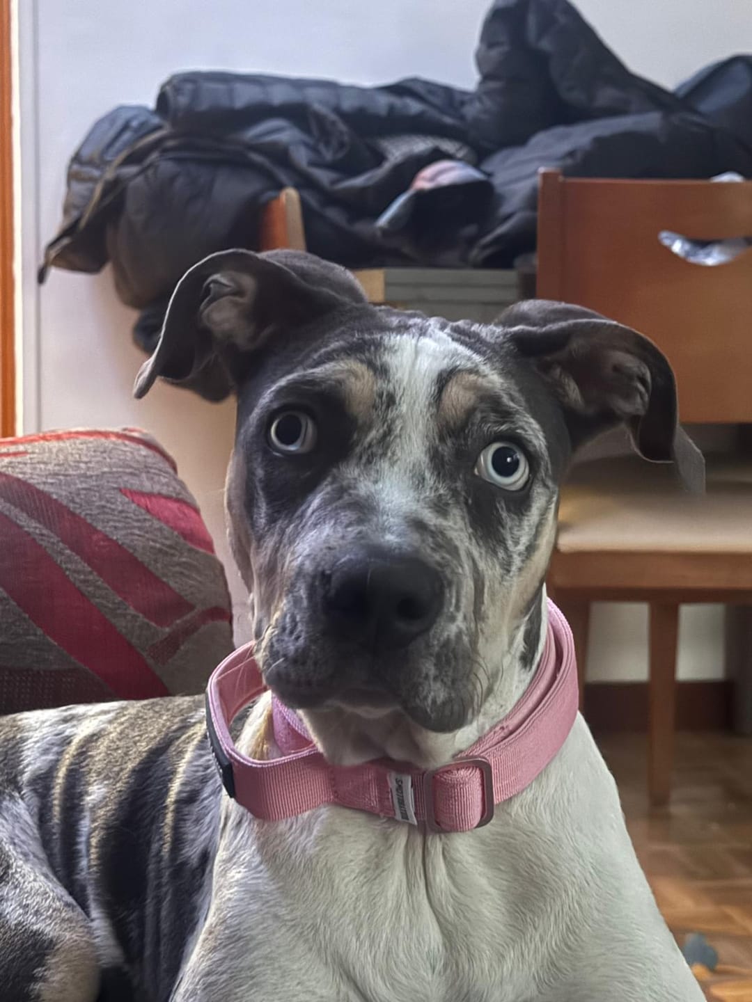 Customer photo review of 2.5cm Lighter Combat® Collar | Handle & Rated Clip - Pink x Pink
