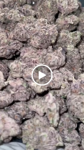 Customer video review of Indoor Exotic Zkittles x Mochi - Bulk - Hybrid