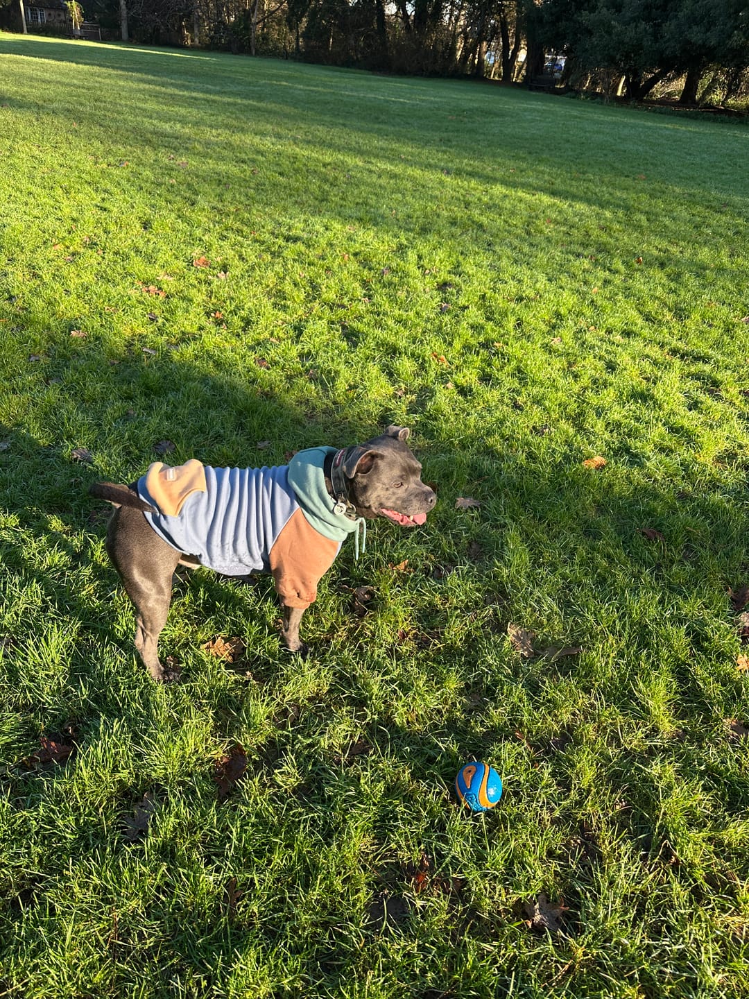 Customer photo review of Ranger Dog Hoodie