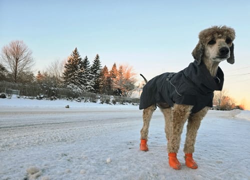 Customer photo review of WagWellies® by wagwear