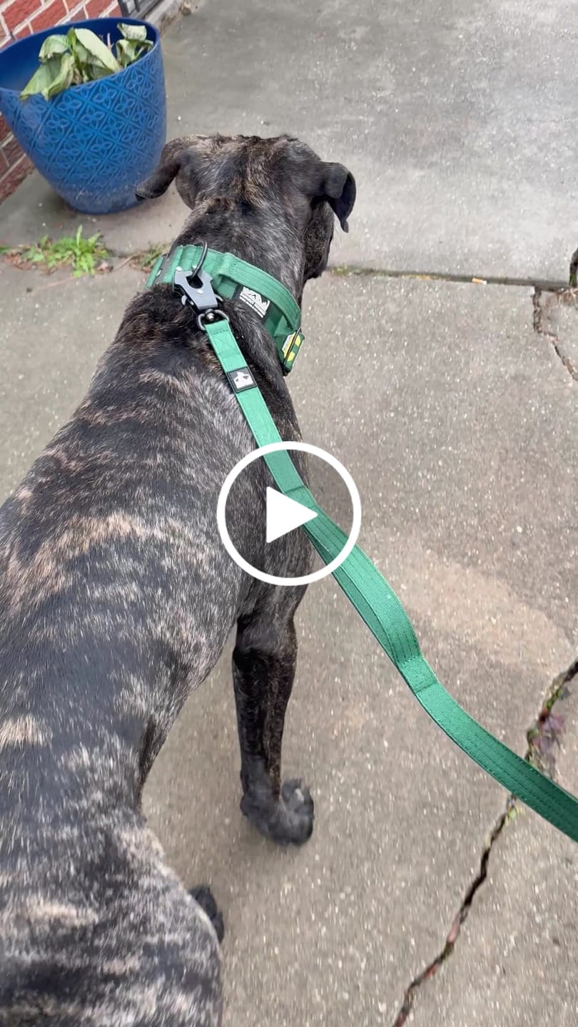 Customer video review of Matching Green 6' Bully Proof Leash