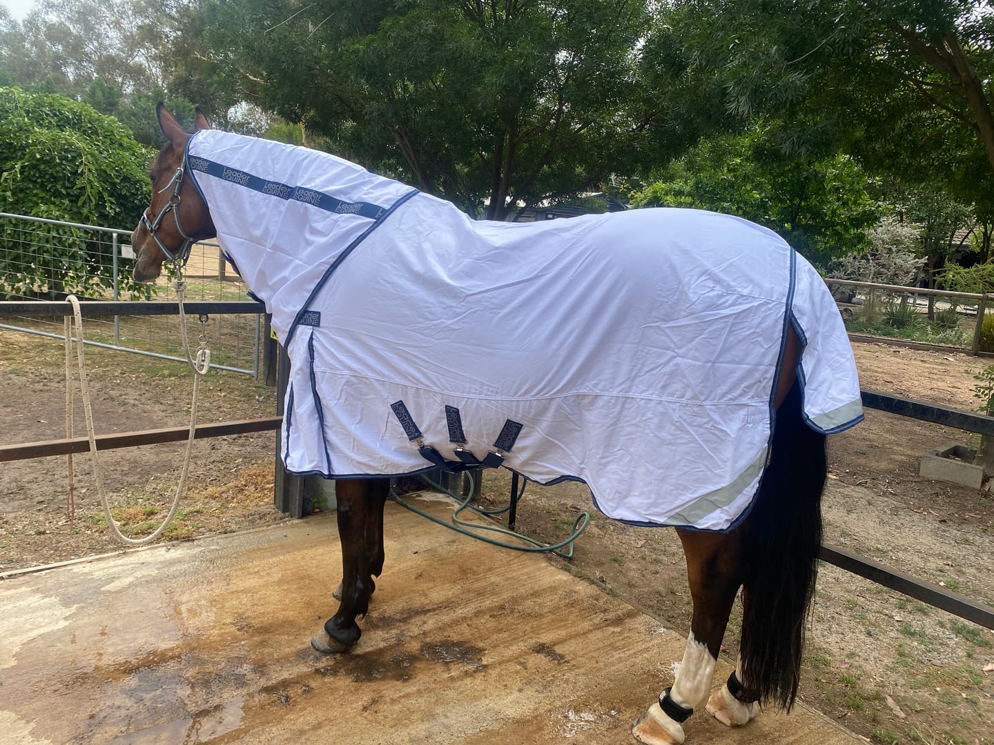 Customer photo review of LE Fieldsafe Summer Sheet