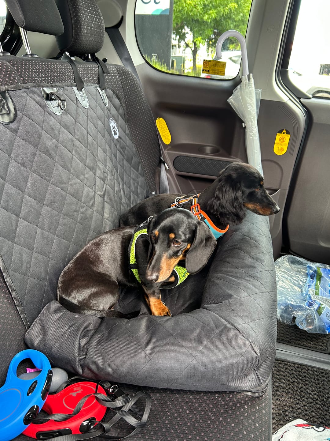 Customer photo review of Pet Seat Belt