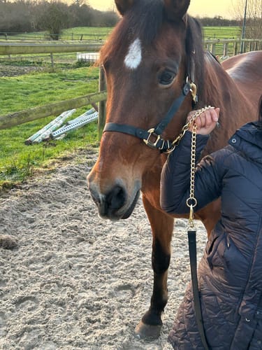 Customer photo review of iCavalos - Horse Lead - Preorder