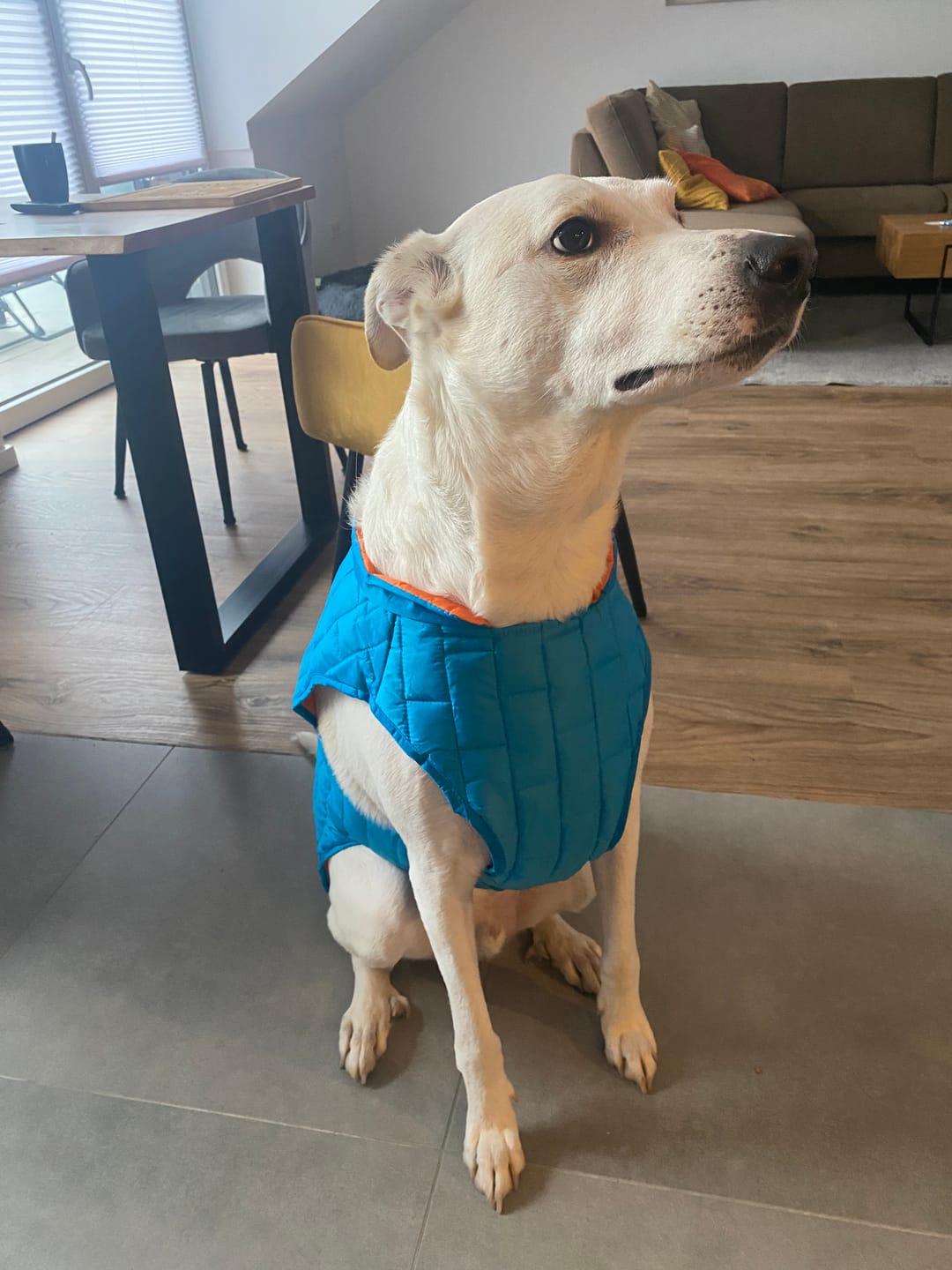 Customer photo review of Emmalove - Wasserdichte Hundeweste