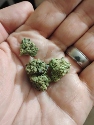 Customer photo review of Rainbow Sherbet Minis - Bulk Minis - Hybrid