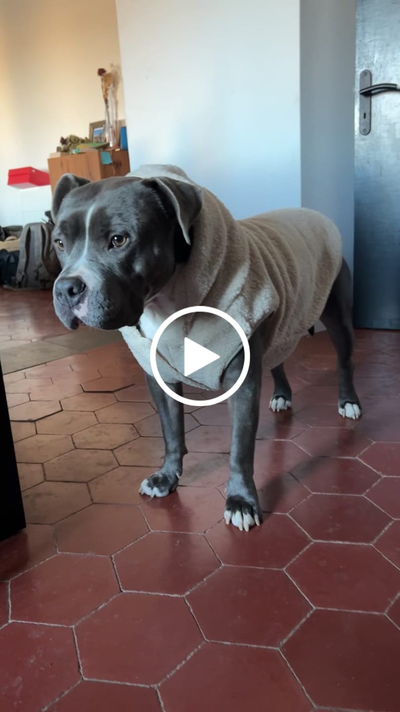 Customer video review of Teddy Sherpa Dog Jackets