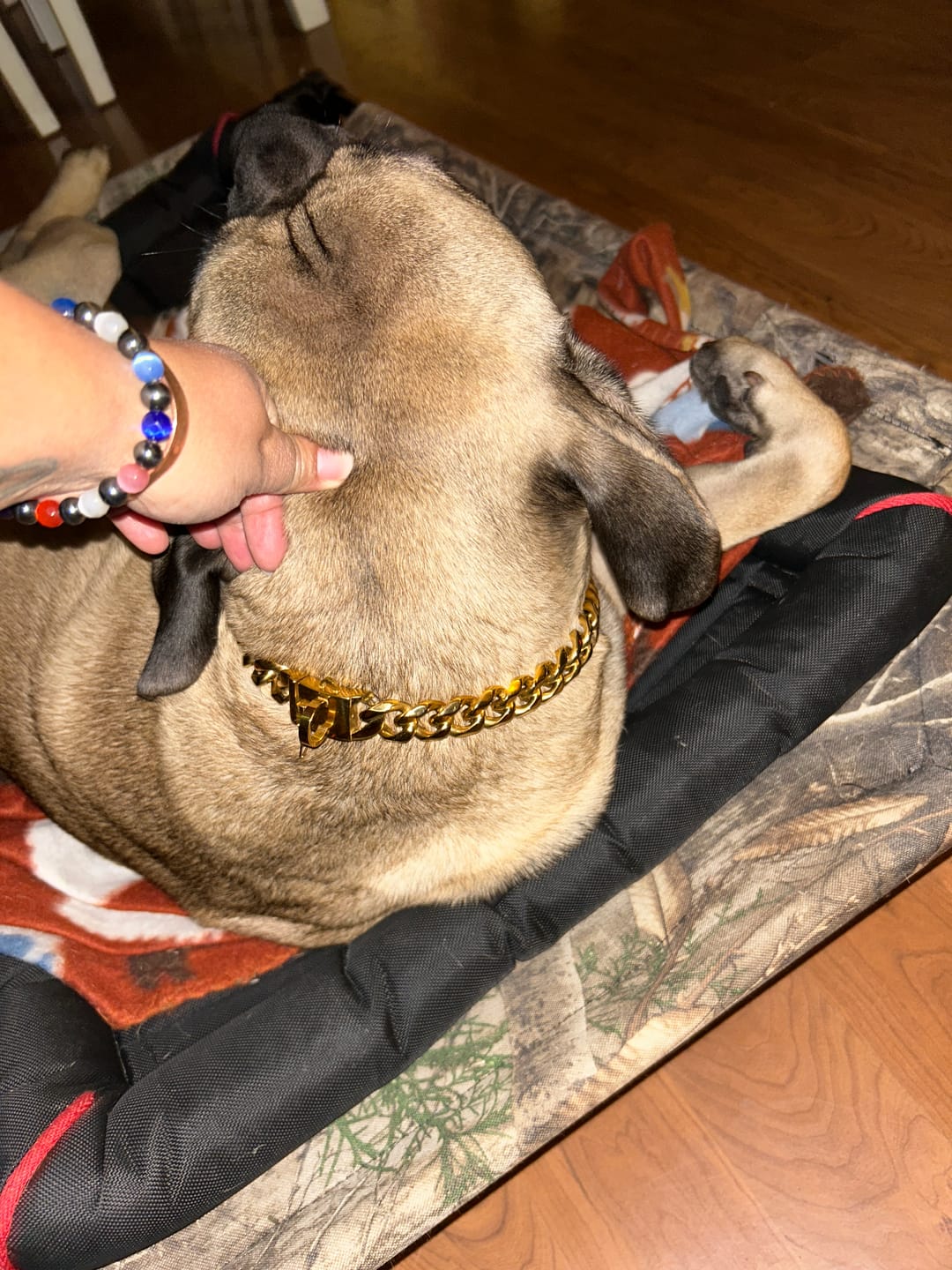 Customer photo review of Cuban Link Chain Dog Collar - Gold