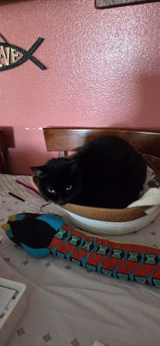 Customer photo review of Instinct Basket | Handwoven & Chemical-Free Cat Territory