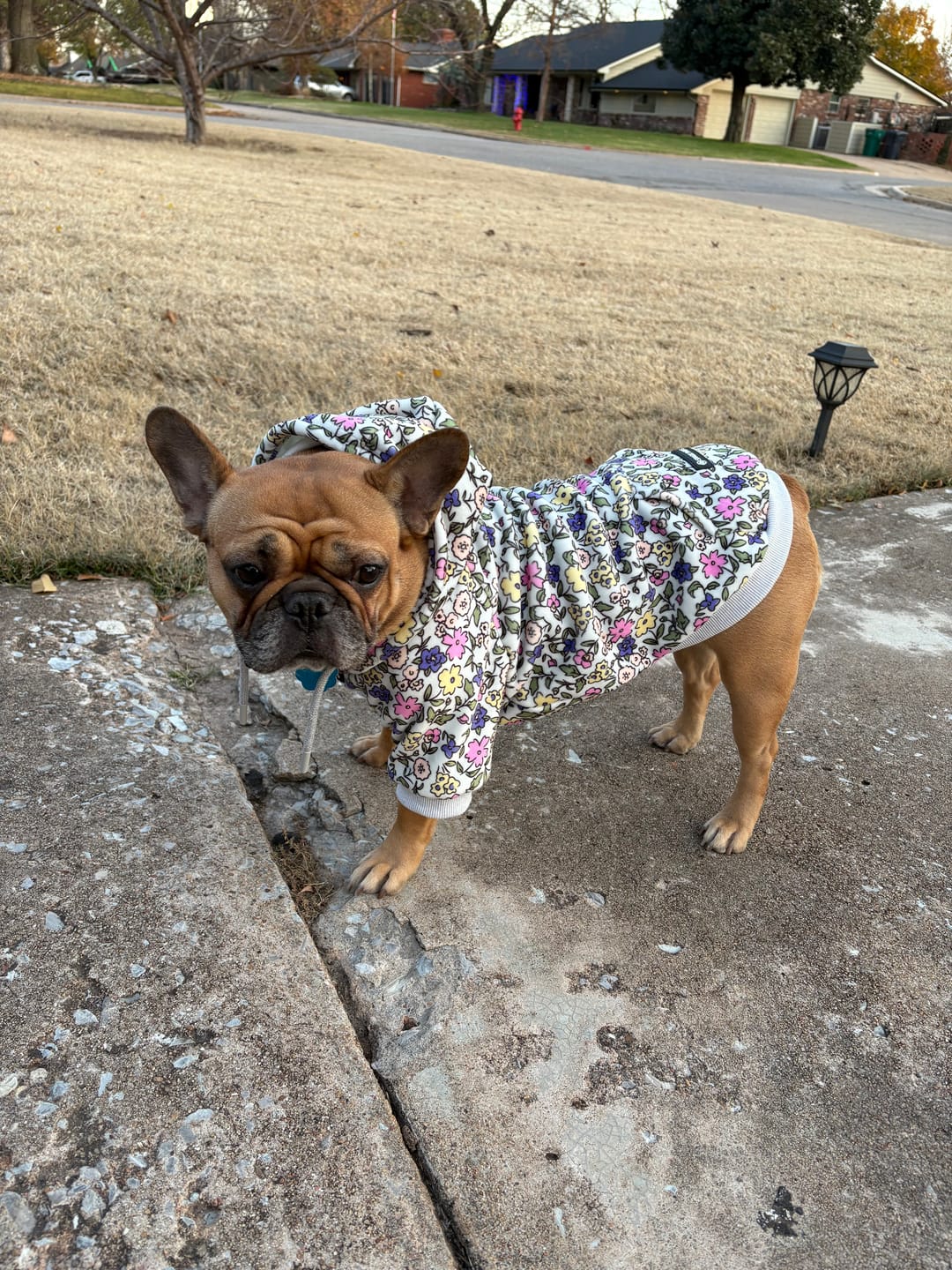 Customer photo review of Vintage Flower Dog Hoodie - Light Grey