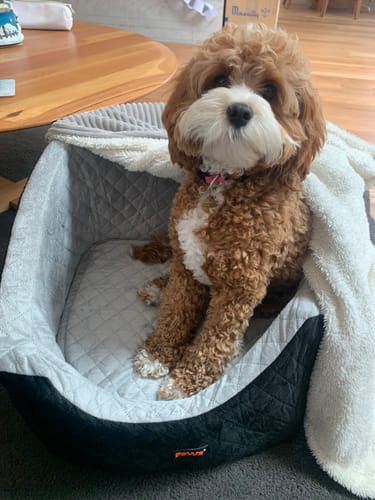 Customer's fluffy brown dog sitting in the black Dog Car Booster Seat with a light grey quilted interior.