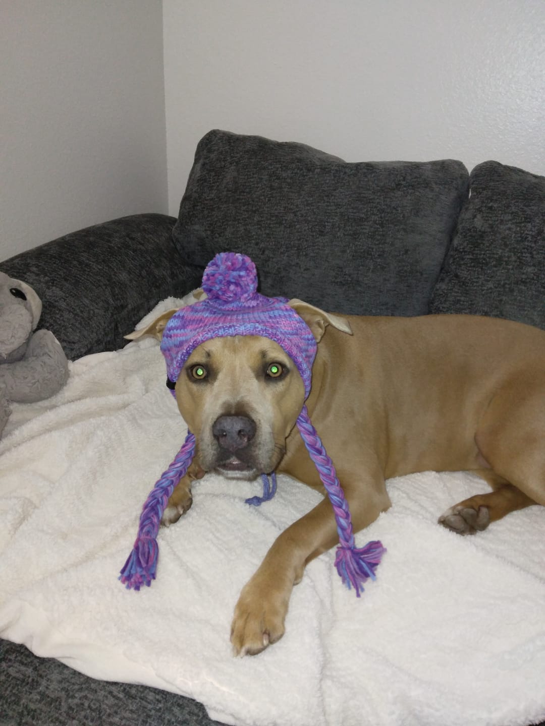 Customer photo review of Knit Pom Pom Dog Beanie Hat - Purple & Lavender