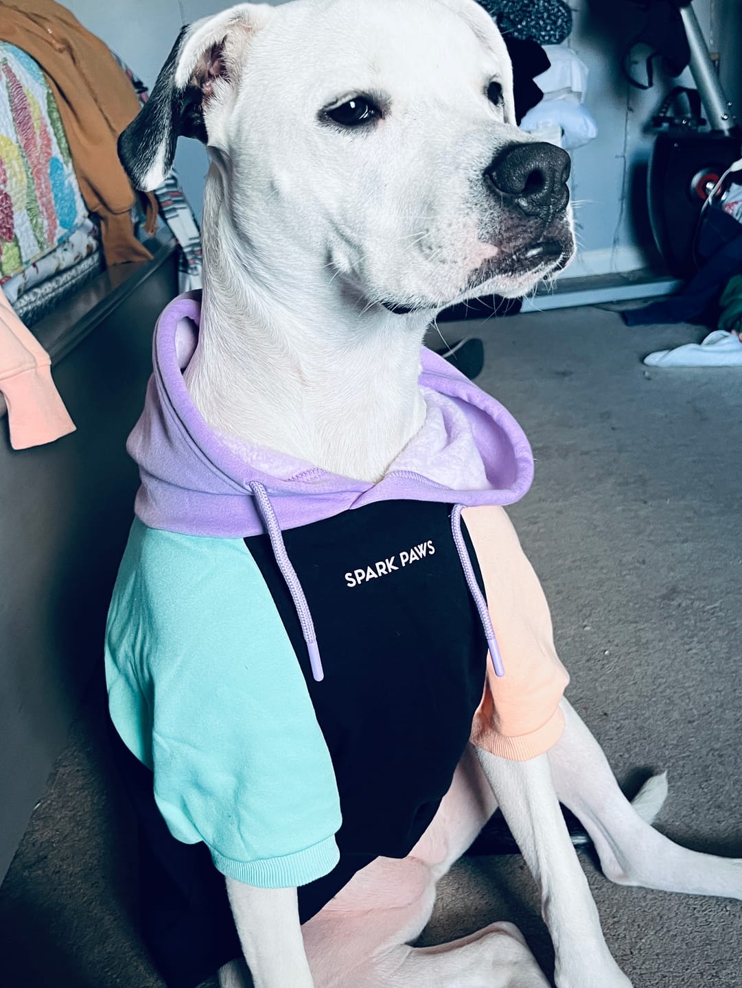 Customer photo review of Anxiety Calming Dog Earmuff Protector - Black