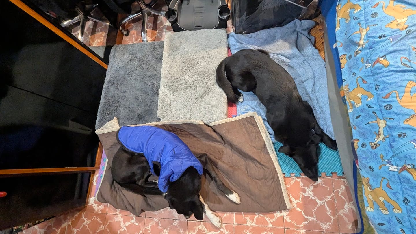Customer photo review of Cama Ortopédica para Perros