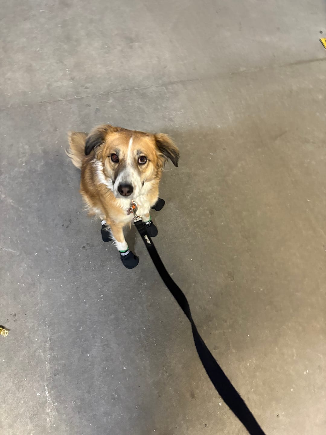 Customer photo review of The Shortie All Season Dog Shoes / Boots