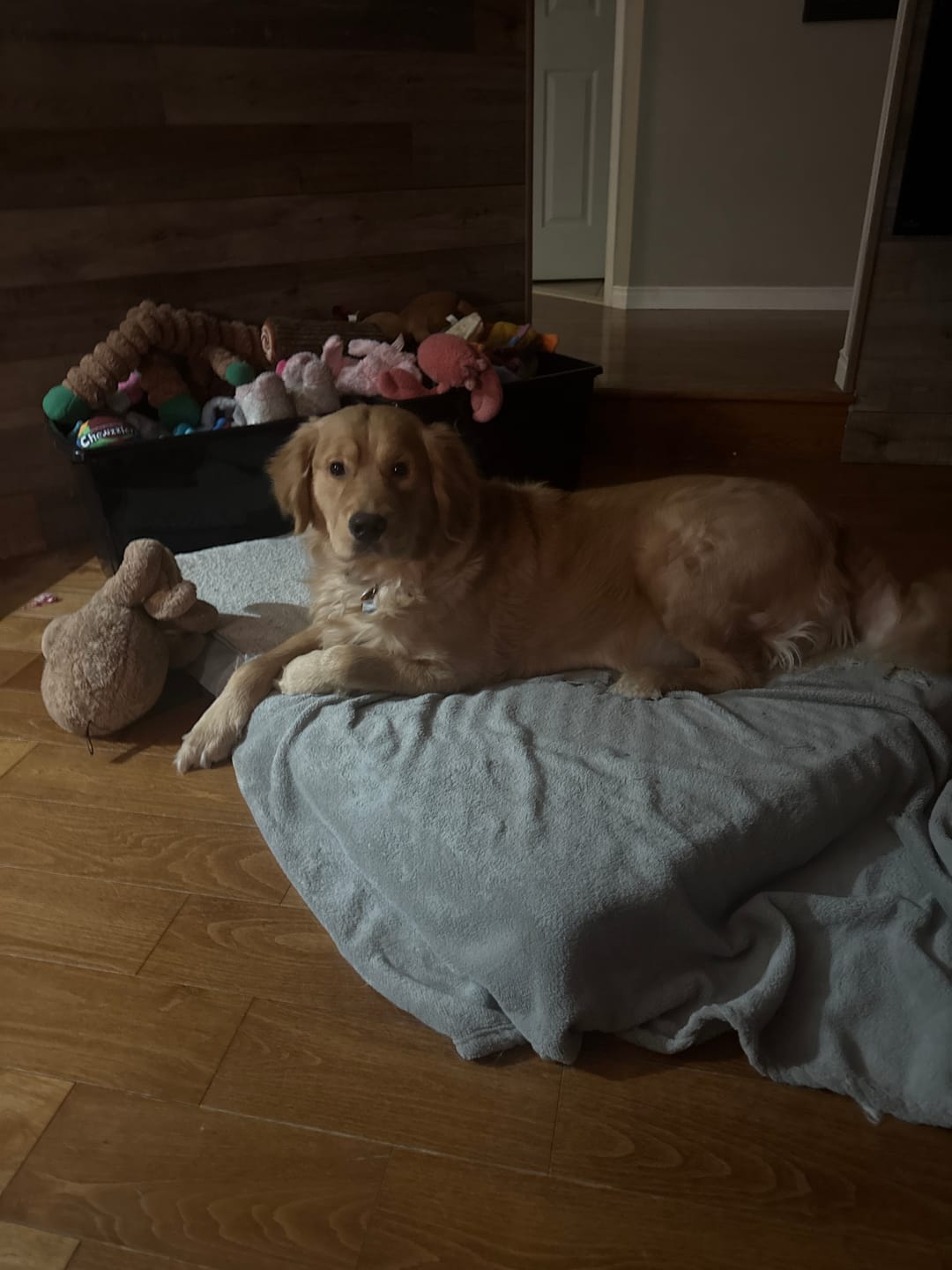 Customer photo review of ARTURO (Articulations) pour chiens et chats