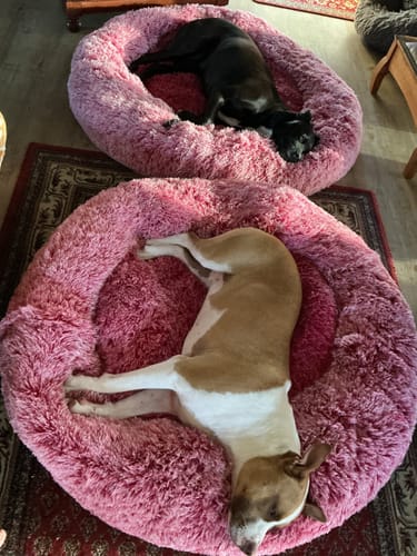 Customer's two dogs resting in two fluffy, pink Calming Pet Beds on a rug.